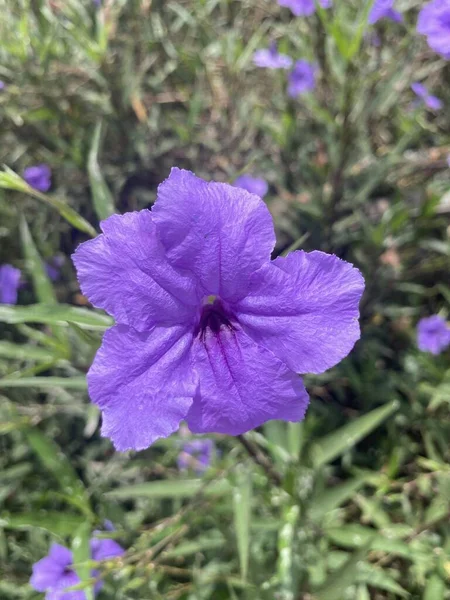 自然界中的紫色花朵 — 图库照片