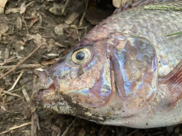 Мертвая Рыба Земле — стоковое фото