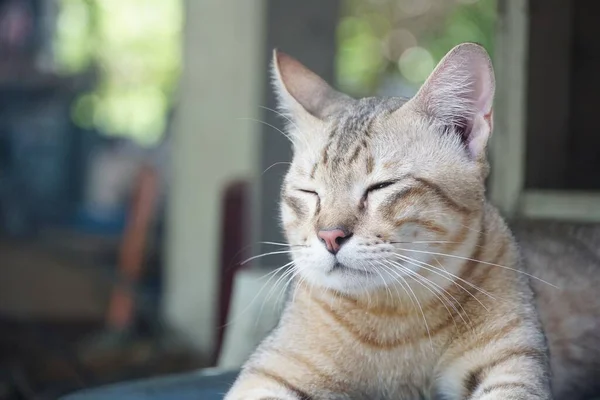 테이블에 귀여운 줄무늬 고양이 — 스톡 사진