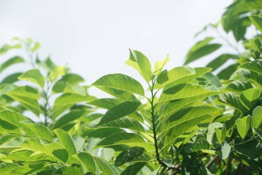 Taze yeşil elma yaprağı doğa bahçesinde