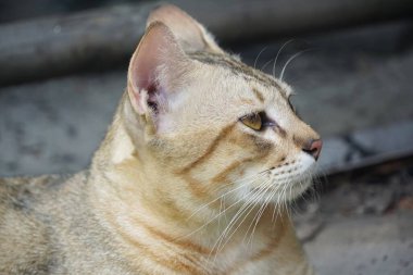 Şirin tekir kediyi yere ser.