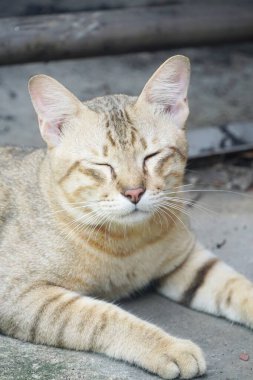 Şirin tekir kediyi yere ser.