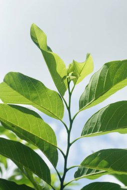 Taze yeşil elma yaprağı doğa bahçesinde