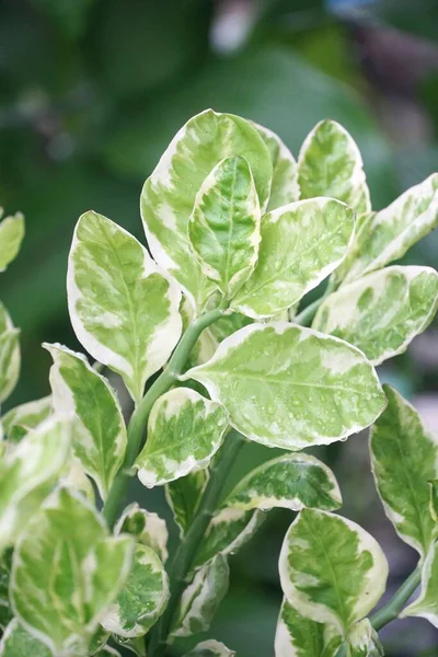 Vert Frais Alocasia Cucullata Plante Dans Jardin Naturel — Photo