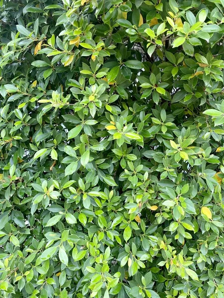 Pared Planta Verde Jardín Naturaleza — Foto de Stock