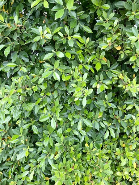 Green Plant Wall Nature Garden — Stock Photo, Image