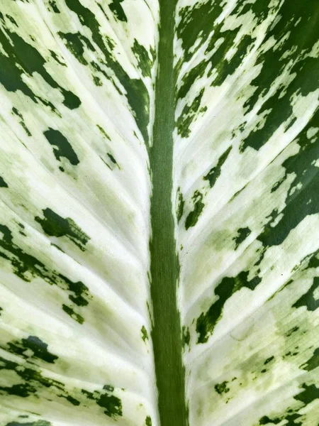 Verde Dieffenbachia Seguine Hoja Jardín Naturaleza — Foto de Stock