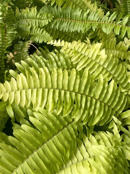 Φρέσκο Πράσινο Nephrolepis Cordifolia Φτέρη Ξίφος Φύλλα Στον Κήπο Της — Φωτογραφία Αρχείου