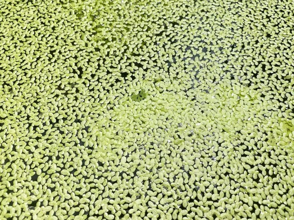 Close Duckweed Canal — Fotografia de Stock