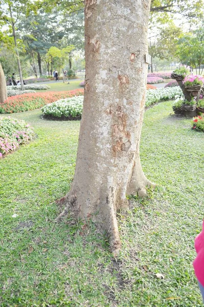 Bark Árvore Jardim Natureza — Fotografia de Stock