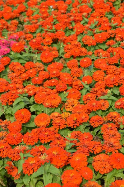 Vermelho Zinnia Flor Natureza Jardim — Fotografia de Stock