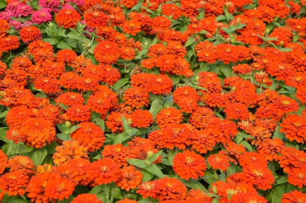 Piros Zinnia Virág Természetben Kert — Stock Fotó