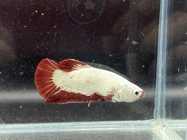 Akvaryumda Beta balığı