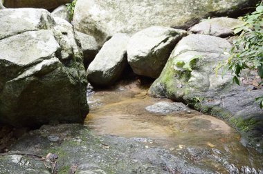 Tayland 'da Chonburi' de doğa ormanı.