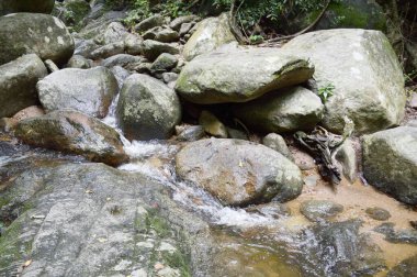Tayland 'da Chonburi' de doğa ormanı.
