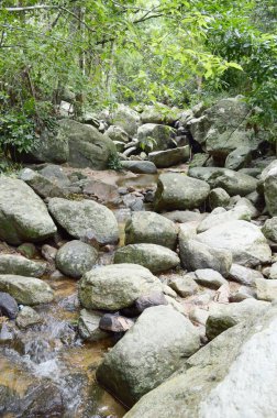 Tayland 'da Chonburi' de doğa ormanı.