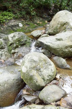 Tayland 'da Chonburi' de doğa ormanı.