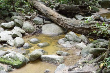 Tayland 'da Chonburi' de doğa ormanı.
