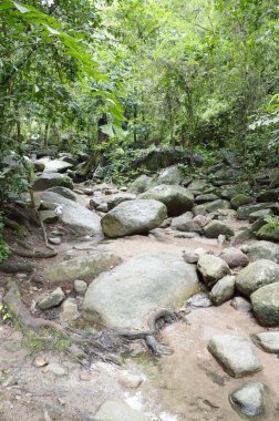 Tayland 'da Chonburi' de doğa ormanı.