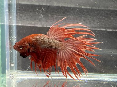 Akvaryumda Beta balığı