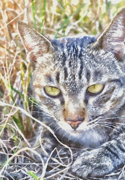 Kunst Farbe Der Niedlichen Katze — Stockfoto