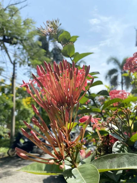 Κόκκινο Λουλούδι Ixora Στον Κήπο Της Φύσης — Φωτογραφία Αρχείου