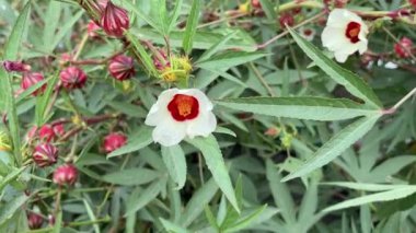 Doğa bahçesinde Rosella çiçeği