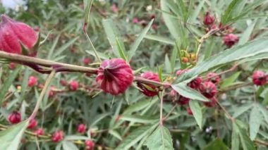 Doğa bahçesinde Rosella çiçeği