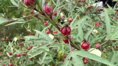 Doğa bahçesinde Rosella çiçeği