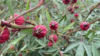 Doğa bahçesinde Rosella çiçeği