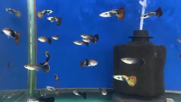 Männchen Und Weibchen Von Guppy Aquarium — Stockvideo
