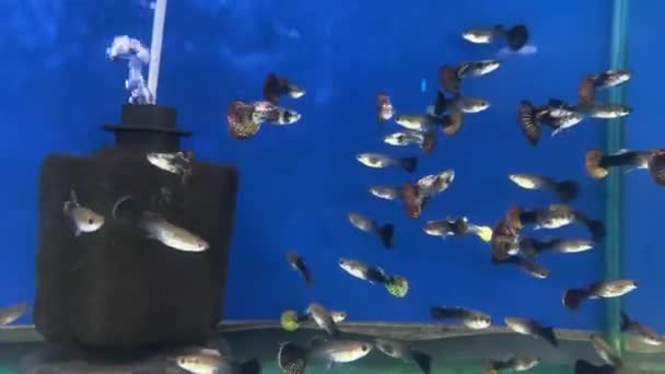 Akvaryumdaki Erkek Dişi Balık — Stok video