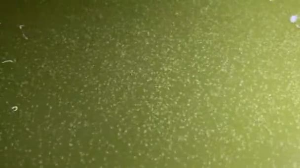 绿色池塘里的莫伊娜 — 图库视频影像