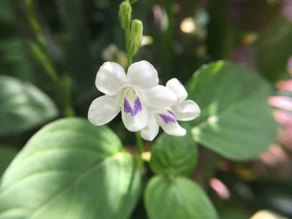 Doğa Bahçesindeki Beyaz Kır Çiçeklerini Kapatın — Stok fotoğraf