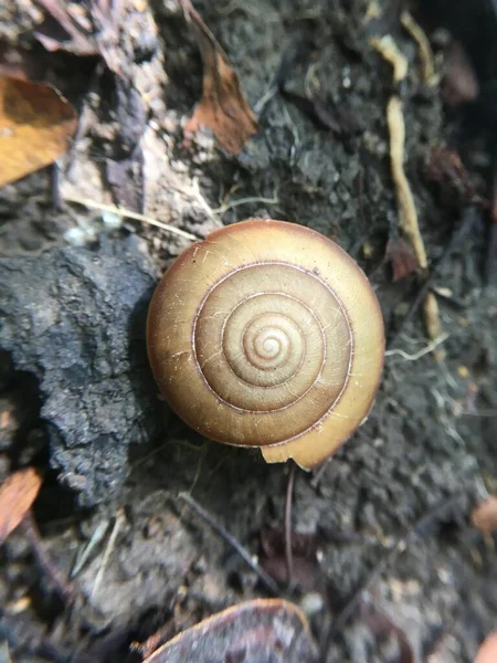 地上のチャネル化されたアペスネイル Pomacease Canaliculata — ストック写真