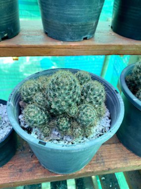 yeşil kaktüs doğa bahçesinde