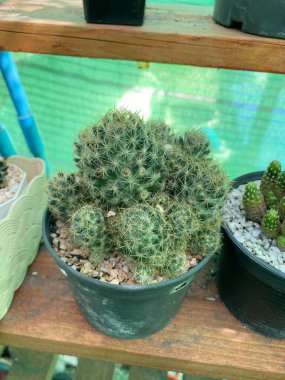 yeşil kaktüs doğa bahçesinde