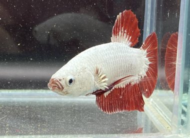 Akvaryumda Beta balığı