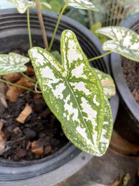 kaladyum bicolor yaprakları doğa bahçesinde