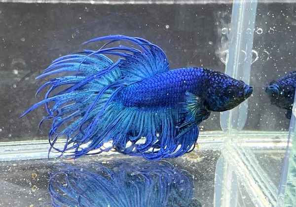 Akvaryumda Beta balığı