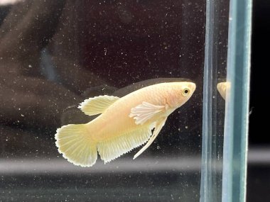 Akvaryumda Beta balığı