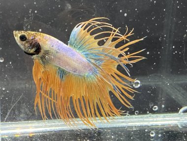 Akvaryumda Beta balığı