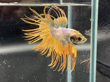 Akvaryumda Beta balığı