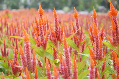 Doğa bahçesinde Celosia argentea çiçeği
