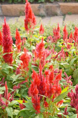 Doğa bahçesinde Celosia argentea çiçeği