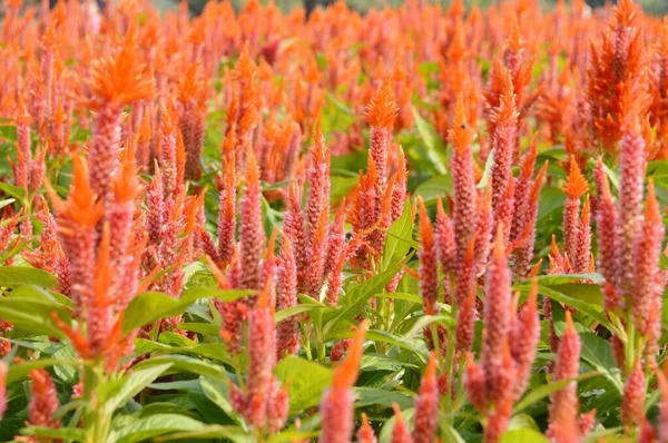 Celosia Argentea Flower Nature Garden — Stock Photo, Image