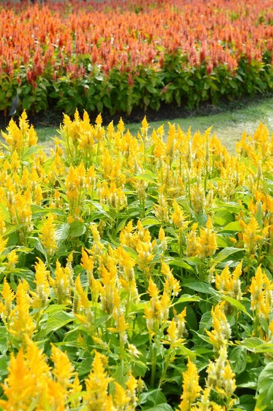 Celosia Argentea Flor Jardim Natureza — Fotografia de Stock