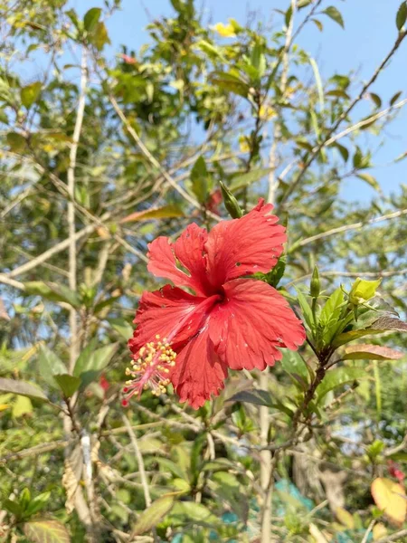 Doğa Bahçesinde Amber Çiçeği — Stok fotoğraf