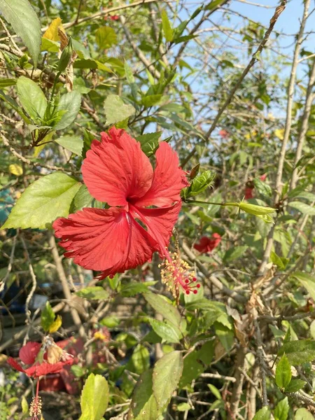 自然園のハイビスカスの花 — ストック写真
