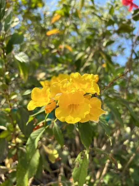 Amarillo Tecoma Stans Flor Jardín Naturaleza — Foto de Stock